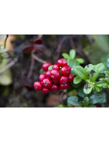 Cranberry extract (Vaccinium)