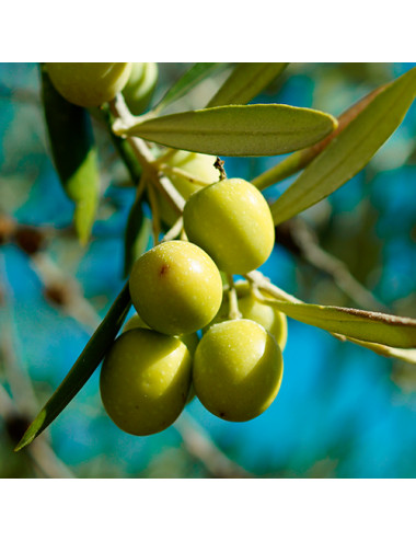 OLIVE LEAF EXTRACT 7%...
